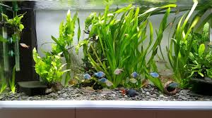 Aquarium ornaments shipped directly to your door at the lowest prices & highest quality online. Asia Themed Aquarium Tank Asienbecken Youtube
