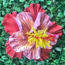 Image result for Hibiscus seineri