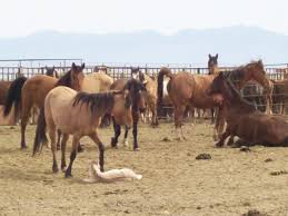 Hernando cortez brought horses ashore in mexico in 1519. Terri Farley