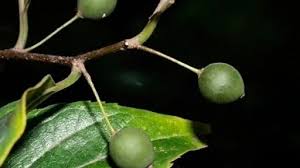 Image result for Celtis tetrandra