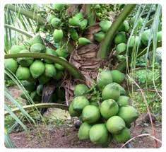 Terdapat beberapa usahawan nurseri swasta yang mendakwa. Panduan Tanam Kelapa Matag Teratak Maya Tempatku Lepak