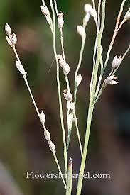 Image result for Panicum repentellum