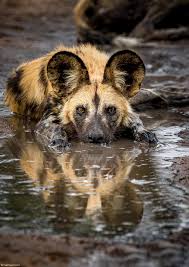An African Wild Dog Lycaon Pictus Takes A Short Break From Running In The Ha Animal Photography Wildlife Wild Animals Photography African Animals Photography