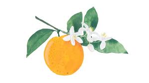 Image result for Citrus × aurantium