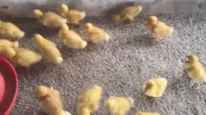 Mekân trong leisure farm & resort is 1st duck theme leisure farm in malaysia which located 15 minutes away from taiping. The Amazing Duck Farm At Trong Leisure Farm Taiping Malaysia è‡ªå†œä¼'é—²å†œåº„ Youtube
