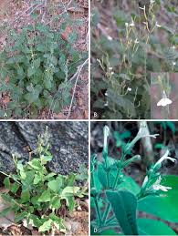 Image result for Barleria pseudosomalia