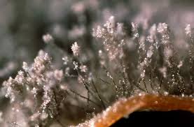 Image result for Botrytis cinerea