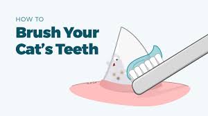 Like humans, brushing will not only prevent plaque and tartar formation; How To Brush Your Cat S Teeth With Video T H E Cat Hospital