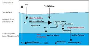 Nitrogen Cycle Wikipedia