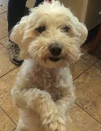 Cute puppies · from multiple supplies · dog sale · multiple colors Cockapoo Dogs For Sale In Nj The Y Guide