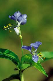 Image result for Commelina reptans