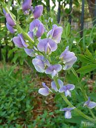 These 19 Power Perennials Thrive Every Year No Matter What Flowers Perennials Plants Perennials