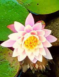 Pink Water Lily Favorite Water Plants Plants Water Plants Water Features