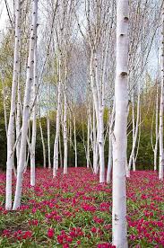 Birch Trees In Florida White Silver Birch Trees With A Carpet Of Deep Rose Colored Tulips White Birch Trees Tree Seeds Beautiful Tree