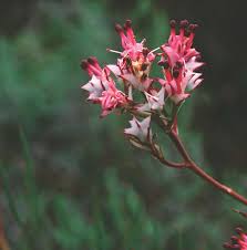 Image result for Eriosema flexuosum