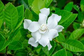 We did not find results for: White Gardenia Flower Or Cape Jasmine Gardenia Jasminoides Stock Photo Picture And Royalty Free Image Image 126961835