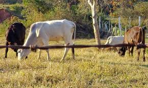 Organela responsável pela detoxificação celular. Aeg9qotgviyi5m