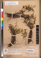 Image result for Pityrogramma argentea