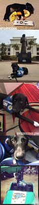 Pin On Adorable Service Dogs And Training Tips