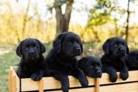 Whatever the reason might be, these puppies are up for adoption and looking for loving owners like you! Labrador Retriever Puppies And Dogs For Sale In Tennessee
