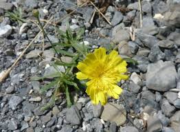 Image result for Tolpis