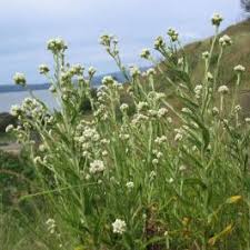 Image result for Aeollanthus homblei