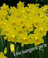 Infine è bene conoscere il periodo migliore nel quale piantare i fiori da bulbo. Pin By Sina On Giorno E Notte Bulb Flowers Daffodil Bulbs Beautiful Flowers
