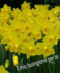 Sono tra i primi fiori che godono del nostro sguardo nel prediligono luoghi soleggiati e terreni umidi e ben drenati. Pin By Sonia Bernardini On Giorno E Notte Bulb Flowers Daffodil Bulbs Daffodils