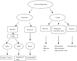 To see doctor early if not feeling well. Overview Of The Immune System Download Scientific Diagram