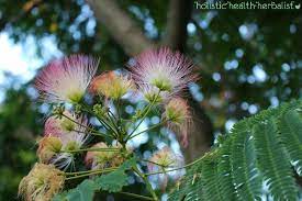 Mimosa Flower Tincture Giddiness In A Bottle Holistic Health Herbalist