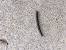 Worms In House Identification