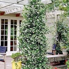 Pin Von Regi Auf Garten Winterharte Kletterpflanzen Kletterpflanzen Kletterpflanzen Immergrun