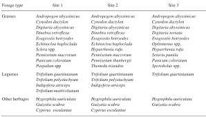 Image result for Eragrostis botryodes