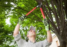 Tree Trimming 101: How to Stay Safe | Unitil