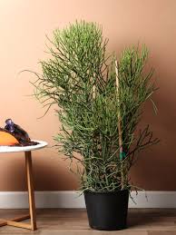 Image result for Euphorbia tirucalli