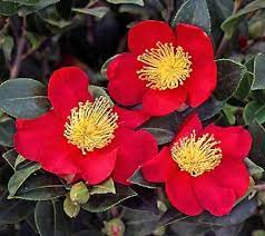 This is a vigorous, upright growing sasanqua that came from tom dodd nursery in alabama. Yuletide Red Camellia Sasanqua New Life Nursery