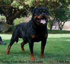 Von Ruelmann Rottweilers Inc German Rottweiler Puppies For Sale Rottweiler Breeder German Rottweiler Breeder Rottweiler Dog Breeds Rottweiler Puppies