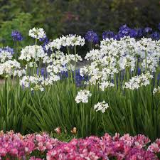 Image result for Agapanthus