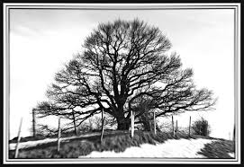 Wir zeigen eine auswahl schöner hängeschränke für wohnzimmer, küche und bad. Baum In Schwarz Weiss Foto Bild Fotos Baume Winter Bilder Auf Fotocommunity