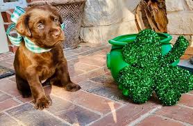 Chocolate labrador breeder in texas the chocolate labrador retriever has a wide range of color shades. Texas Lab Puppies For Sale Home Facebook