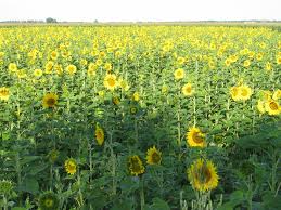 Traverse city is known as the cherry capital of the world; Michigan Farm Invites Public Into Its Field Of 440 000 Sunflowers Mlive Com