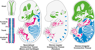 What is dense regular function? Frontiers Non Myogenic Contribution To Muscle Development And Homeostasis The Role Of Connective Tissues Cell And Developmental Biology