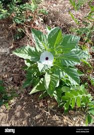 Image result for Astripomoea hyoscyamoides