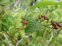 Image result for Jacquemontia paniculata