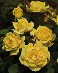 Ch Ching Grandiflora Rose Flowers Rose Beautiful Roses