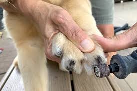 Check spelling or type a new query. How To Train A Golden Retriever Puppy Growth Training Timeline