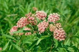 Image result for Asclepias graminifolia