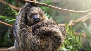 How to use sloth in a sentence. Ancient Molecules Reveal Surprising Details On Origins Of Bizarre Sloths Science Aaas