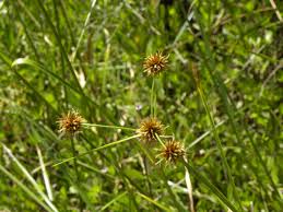 Image result for Cyperus dichrostachyus