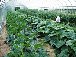 Has zucchini crop production taken any blows. Building A Profitable Small Farm Maine Organic Farmers And Gardeners